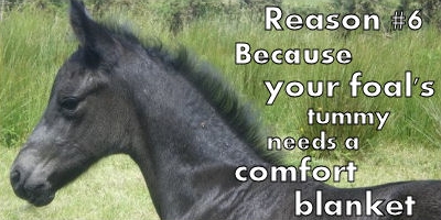 Comfort Gut Pro for stallions and broodmares